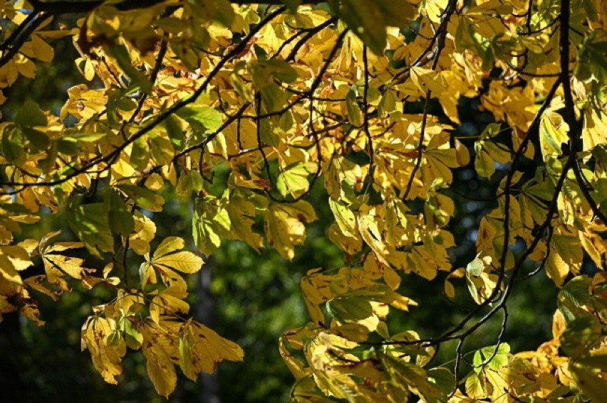 Piękna jesień w Kalwarii Pacławskiej koło Przemyśla [ZDJĘCIA]