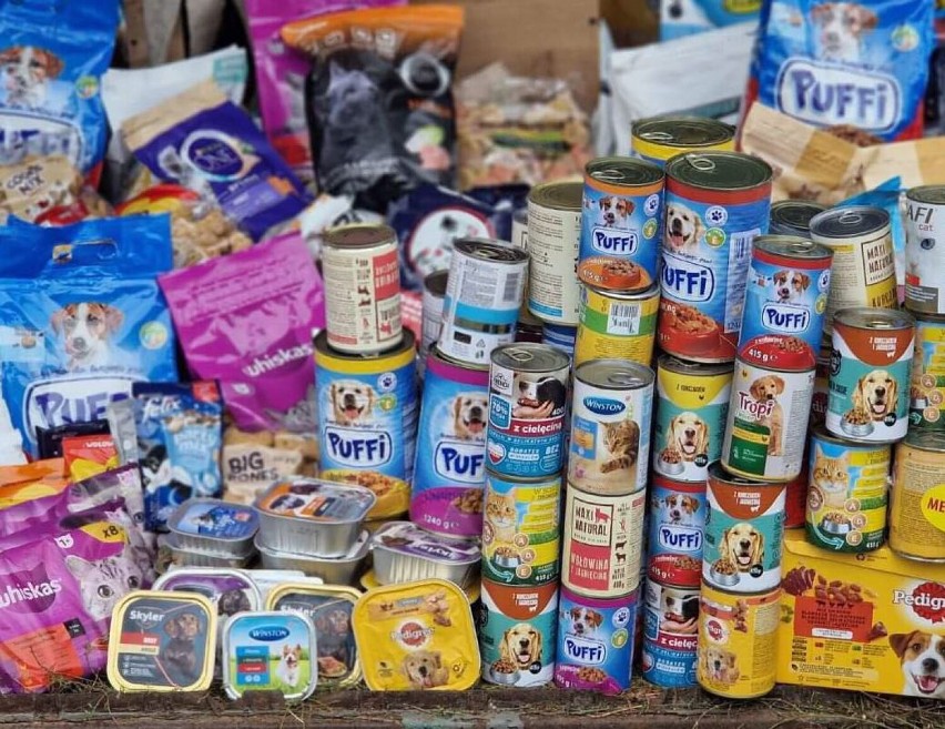 Pomogli zwierzętom ze schroniska! Szkoła Podstawowa nr 3 w Szamotułach zorganizowała zbiórkę karmy i smakołyków