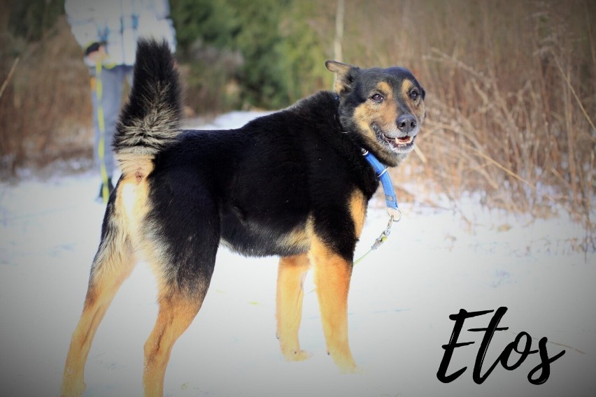 Etos jest żywym i przyjacielskim psem. Jest pozytywnie...