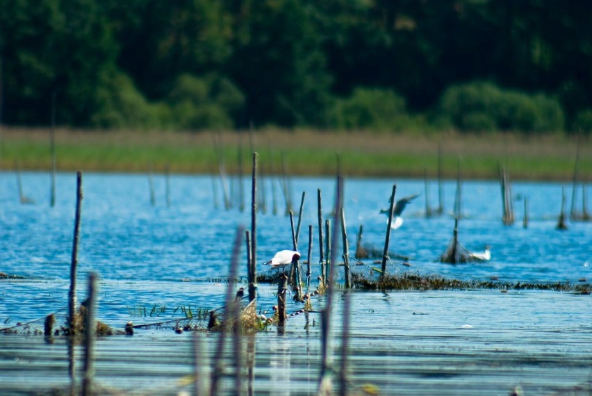 Jezioro Wierzchowo koło Szczecinka. Jubileuszowe sprzątanie, 13 sierpnia [zdjęcia]