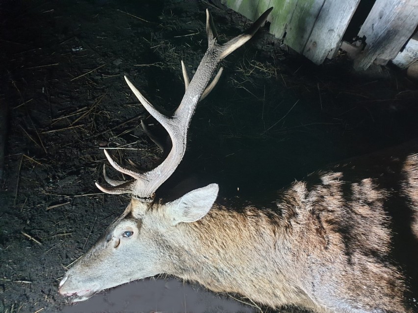 Myśliwy z gminy Sławno nielegalnie zastrzelił jelenia na terenie lasów smardzewickich, bo zwierzę niszczyło uprawy... [ZDJĘCIE]
