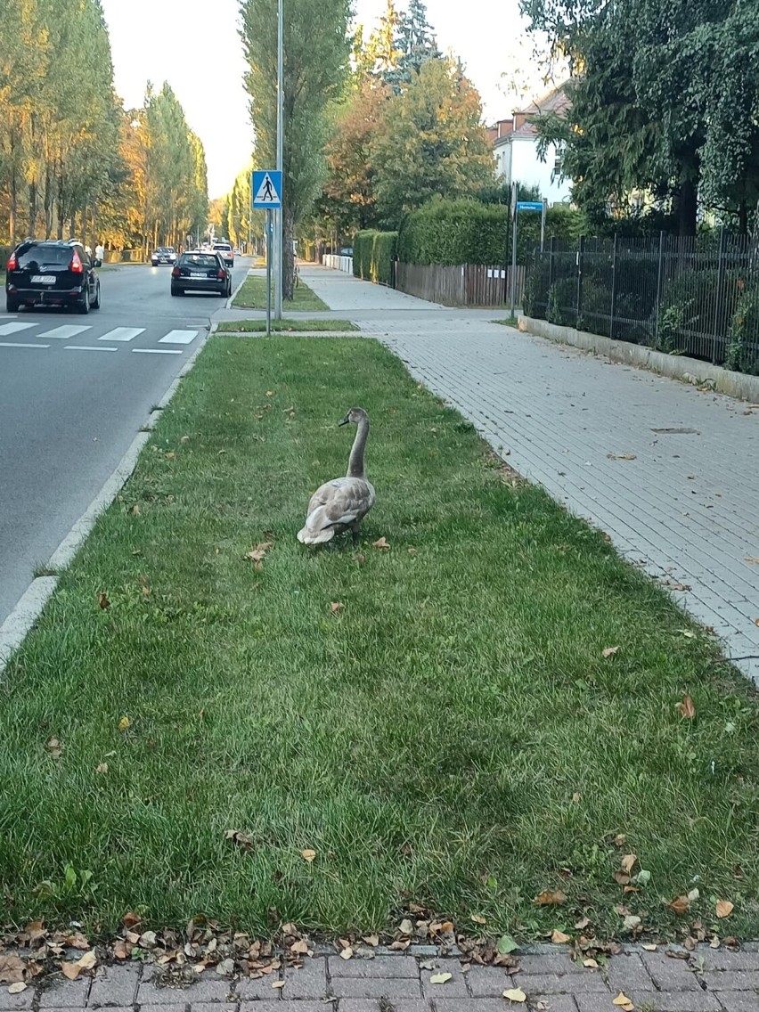 Łabędź na ulicy Mickiewicza