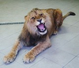 Chorzowskie zoo ma nowego lokatora - rocznego lwa, a imię jego BOLEK [ZDJĘCIA]