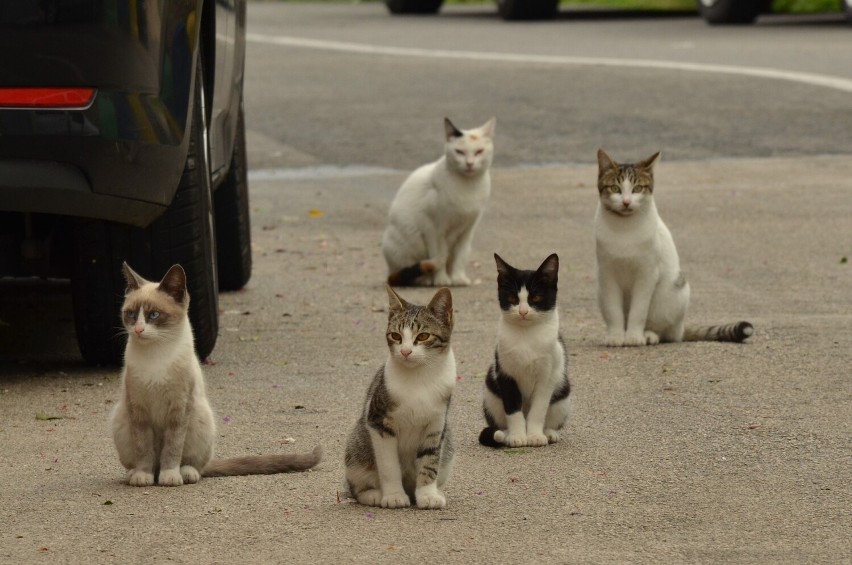 Jak samorządy w powiecie bytowskim dbają o dzikie koty? Gdzie mogą się najeść do syta? Nasz raport