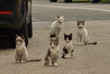 Jak samorządy w powiecie bytowskim dbają o dzikie koty? Gdzie mogą się najeść do syta? Nasz raport