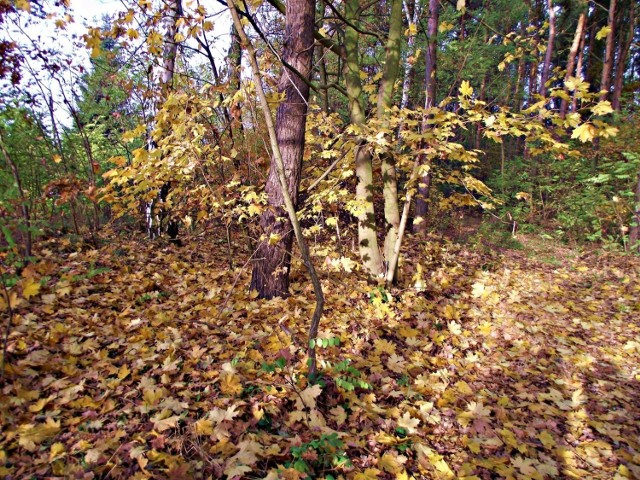 Liście, kt&oacute;re jesienią spadają z drzew, chciałyby się wskazać jako przykład przemijania. Byłby to jednak zły przykład, ponieważ po kilku miesiącach drzewo wypuści nowe liście i nastanie wiosna, dokładnie taka jak była wcześniej.
(Peter Rosegger).