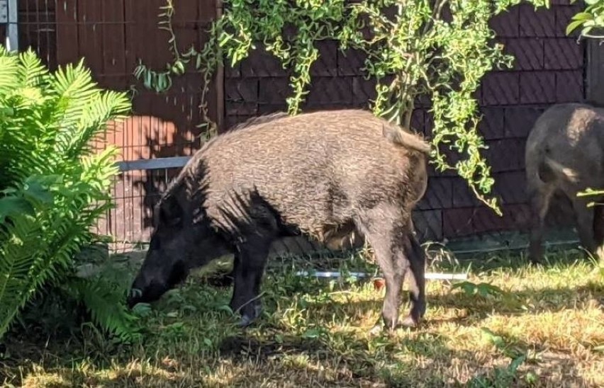 Dziki na co dzień pojawiają się w wielu miastach w...