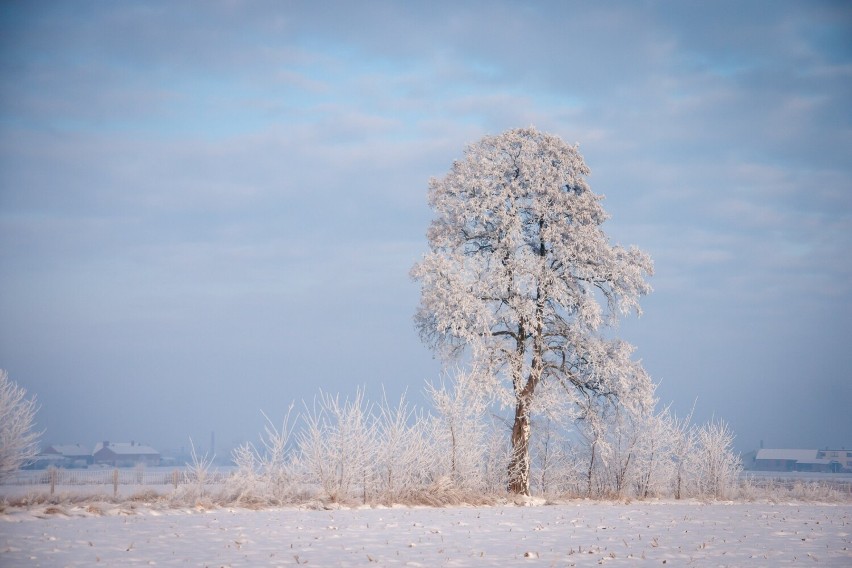 Okolice Pleszewa w zimowej scenerii wyglądają naprawdę pięknie