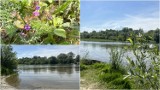 Piękna wiosna zagościła nad Dunajcem w regionie tarnowskim. Wszędzie jest pełno zieleni i kolorowych kwiatów. Mamy zdjęcia!