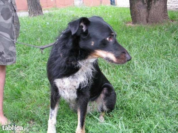 Rasa: Psy bez rodowodu w Szczawnie-Zdroju

Młody pies 1,5 roczny zaszczepiony i odrobaczony szuka domu. Wabi się Piorun.