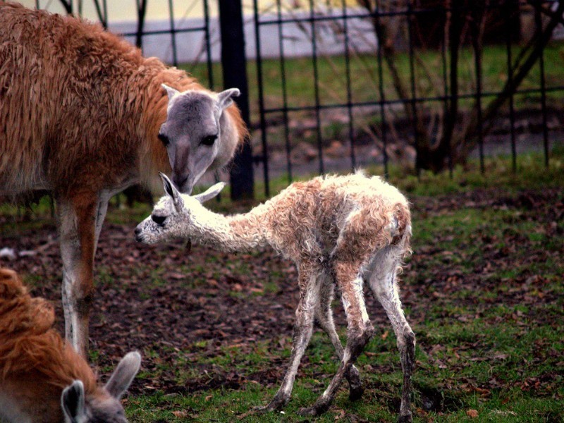 Zwierzęta w ZOO. Chorzów może się poszczycić m.in. żyrafami,...