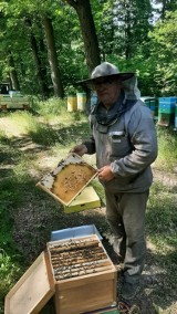 Nadleśnictwo Oleśnica Śląska o rodzinach pszczelich. Przeczytajcie szczegóły