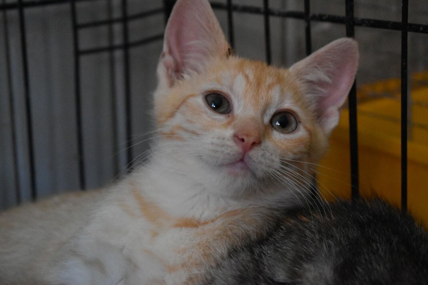 Trzymiesięczna kotka do adopcji w Olkuszu
