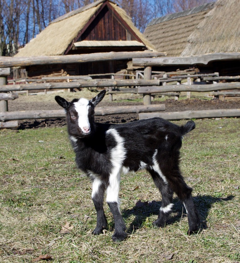 Skansen w Chorzowie: Narodziny małej kozy. Szukamy dla niej imienia