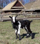 Skansen w Chorzowie: Narodziny małej kozy. Szukamy dla niej imienia