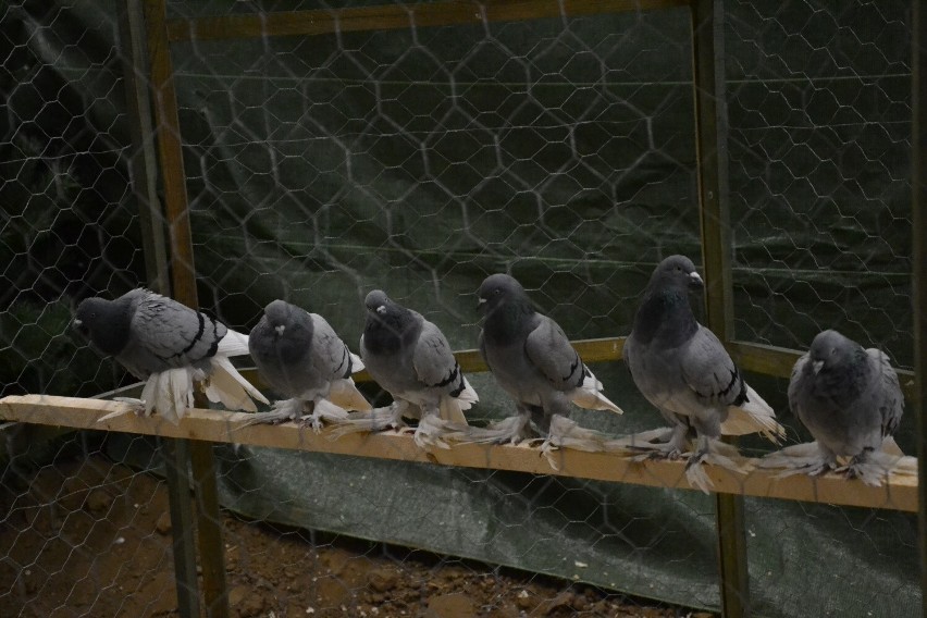 W PUK Arenie w Lipnie odbyła się Włocławska Wystawa Ptaków...