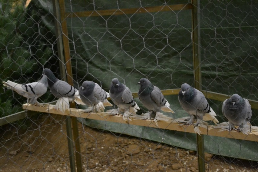 W PUK Arenie w Lipnie odbyła się Włocławska Wystawa Ptaków...