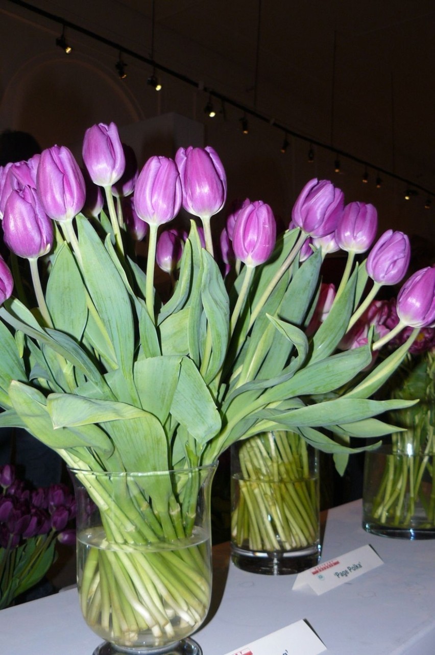 Wystawa tulipanów w Wilanowie