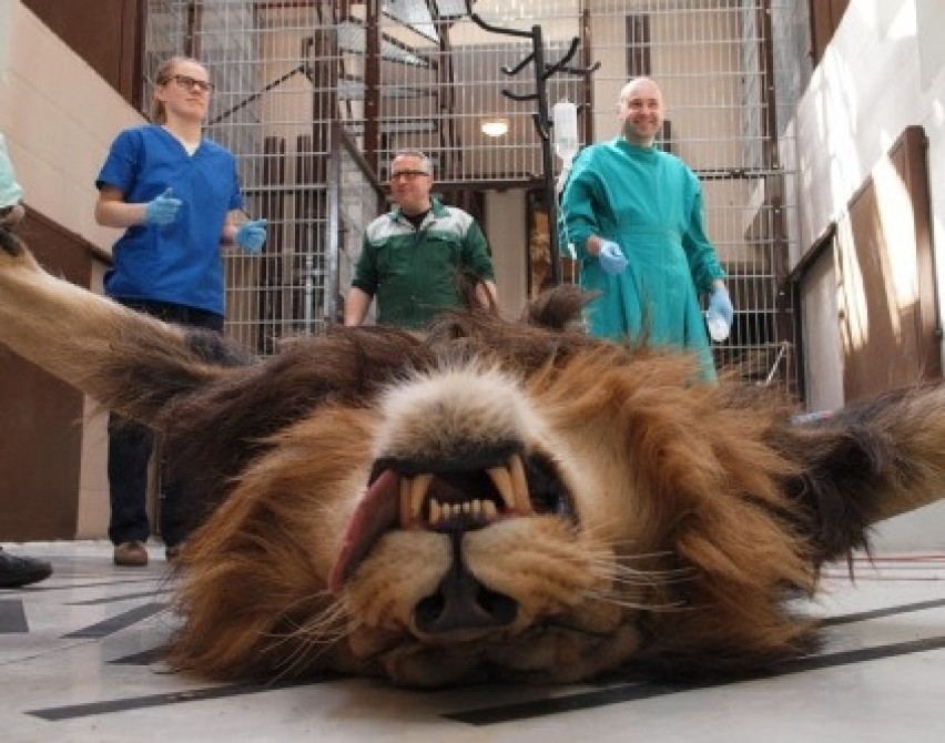 Lew Arco z gdańskiego zoo przeszedł poważną operację [ZDJĘCIA]