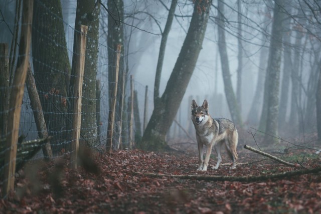 Specjaliści z RDOŚ w Bydgoszczy będą mówić w Lubiewie o wilkach