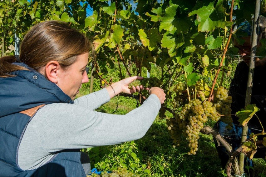 Winnica Chronów. Trwa tegoroczny zbiór winogron, z nich powstaną doskonałe wina [ZDJĘCIA]