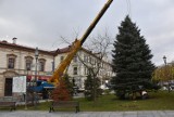 Wadowice. Oho! Idą święta! Tak gigantyczny świerk srebrny wjechał na plac Jana Pawła II [ZDJĘCIA] [WIDEO]