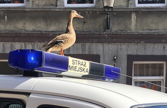 Straż Miejska Inowrocław dziękuje za wrażliwość mieszkańcom miasta. Inowrocławianie bowiem bardzo często zgłaszają municypalnym takie przypadki