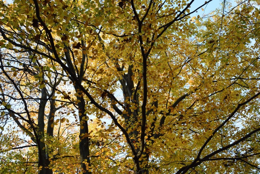 Park Braniborski w Zielonej Górze w jesiennej odsłonie.