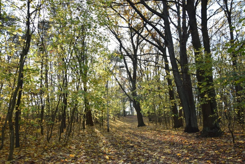 Park Braniborski w Zielonej Górze w jesiennej odsłonie.