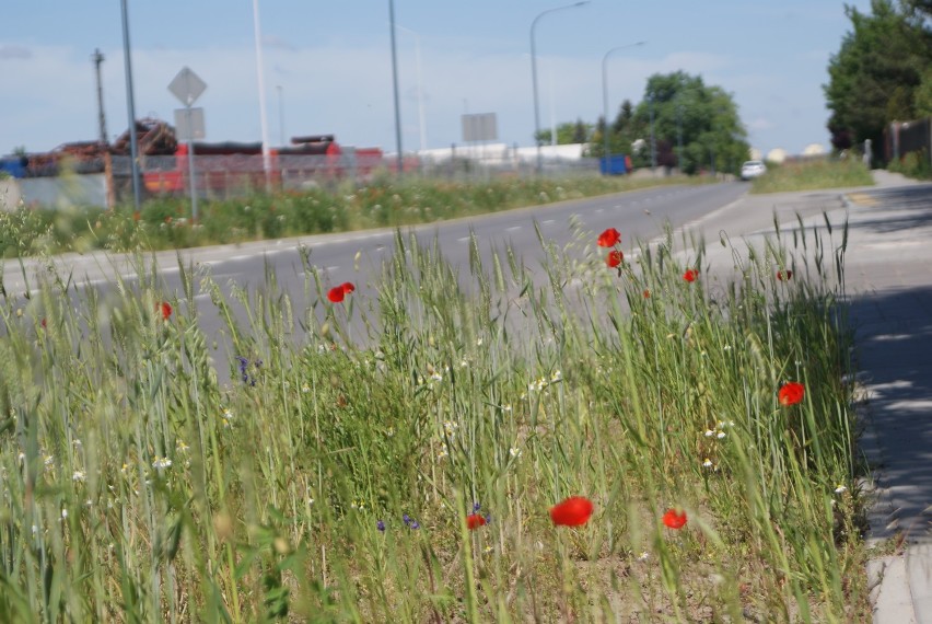 Ulice w Kaliszu zmieniają się w kwietne łąki