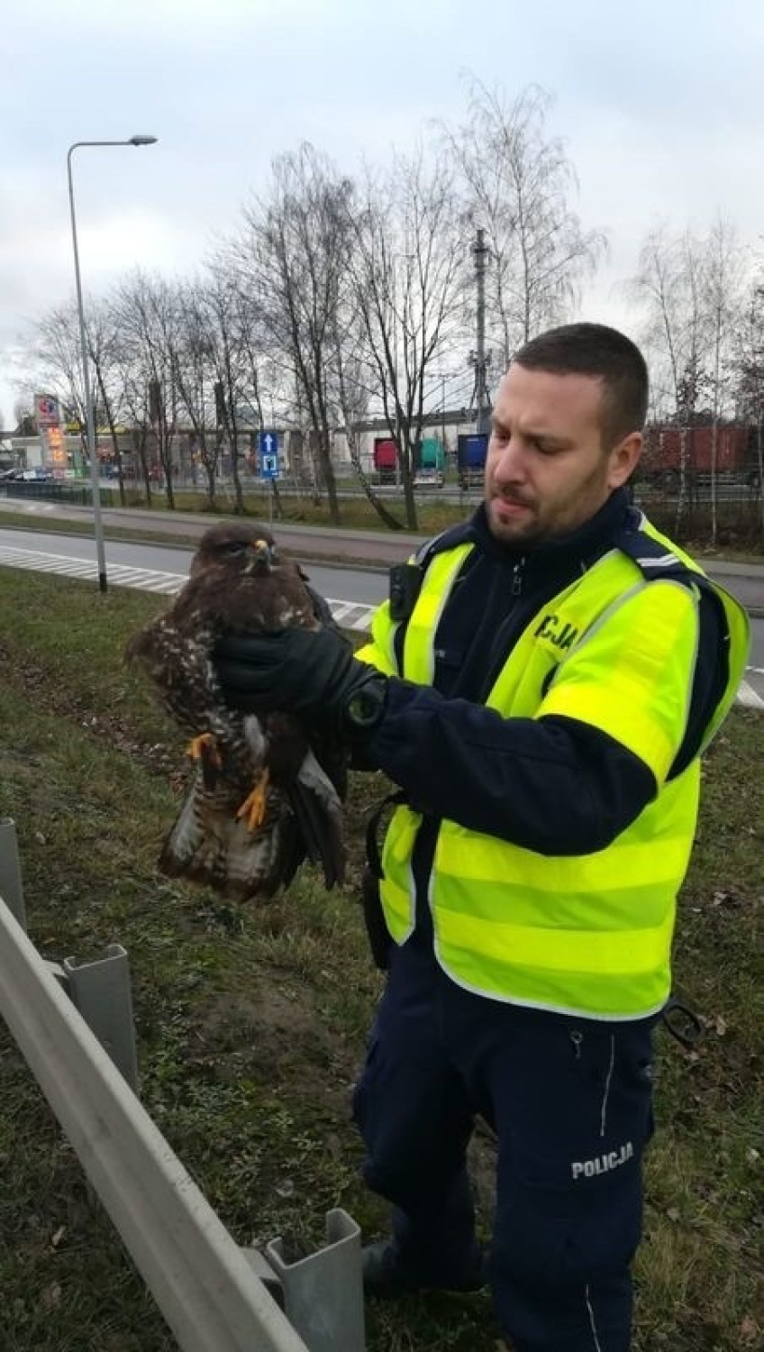 Myszołów potrącony na Trasie Sucharskiego w Gdańsku. Uratowali go policjanci z drogówki [ZDJĘCIA]