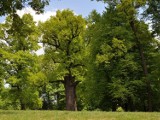 Dąb Józef został Europejskim Drzewem Roku 2017