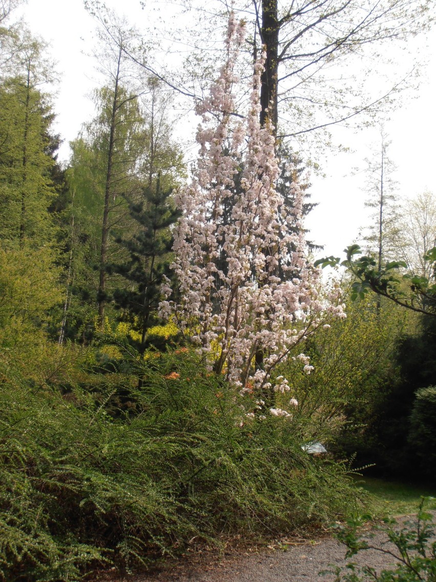 Do zielonogórskiego Ogrodu Botanicznego zawitała już wiosna....