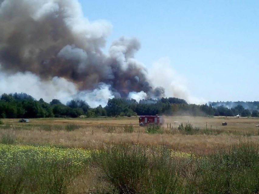 Duży pożar lasu i nieużytków w powiecie wieluńskim. Ogień gasiło 19 jednostek straży [FOTO]