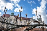 Poturbowany przez nawałnicę kasztanowiec spod Wawelu zaczyna nową wiosnę