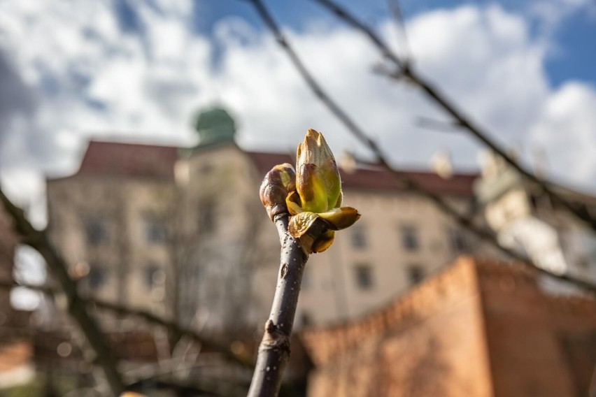 Poturbowany przez nawałnicę kasztanowiec spod Wawelu zaczyna nową wiosnę