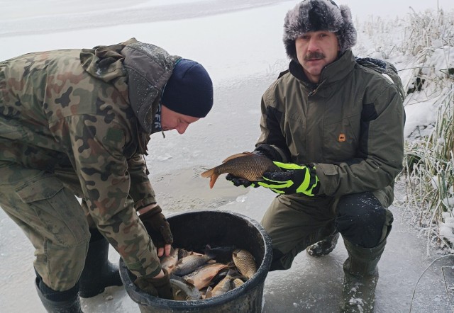 Koło Jesiotr już działa, do jeziora Lipno trafiło 100 kg pięknego karpia 