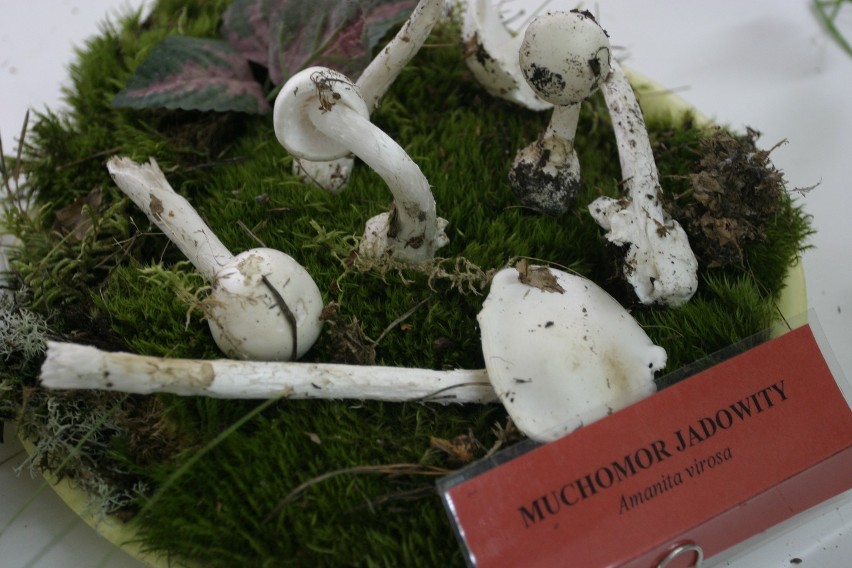 Wystawa grzybów - muchomor jadowity