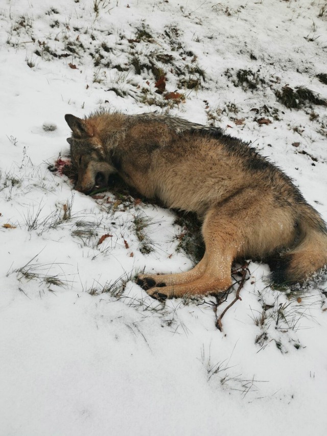 To już trzeci wilk, który w tym rejonie został śmiertelnie potrącony.