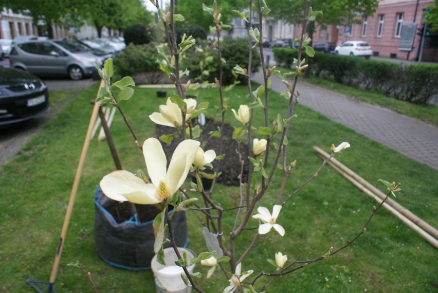 Aleja Wolności w Kaliszu zmieniła się w aleję magnoliową