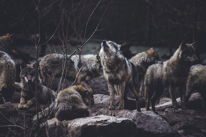 Tryb życia wilków jest godny podziwu ze względu na...