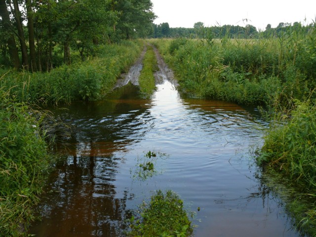 Rzeka Dojca, która przepływa przez Boruję Nową, notorycznie zalewa wieś. Mieszkańcy nie wiedzą co zrobić. Po ostatnich ulewach rzeka Dojca znów wylała na tereny zalewając wiele gospodarstw.