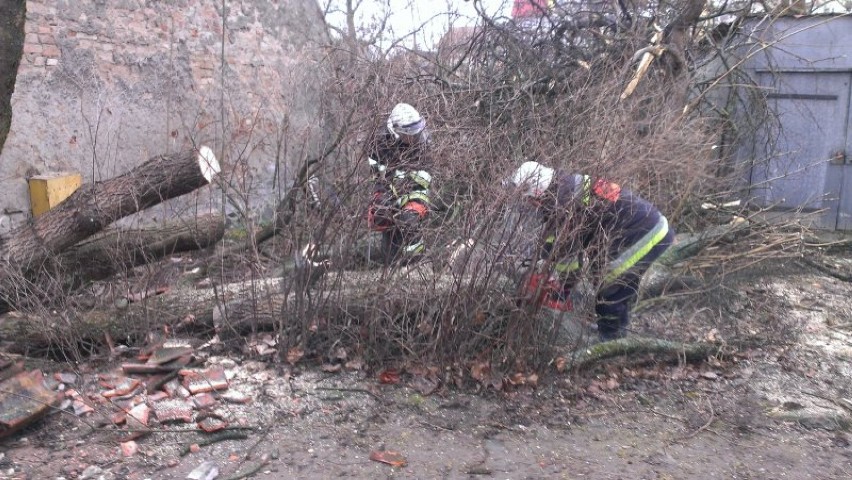 Nawałnica w Kętrzynie - połamane drzewa [zdjęcia]