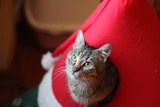 Bezpieczne święta dla Twojego kota - gościnnie w fotosesji pojawiły się koty z Kociego Gniezna