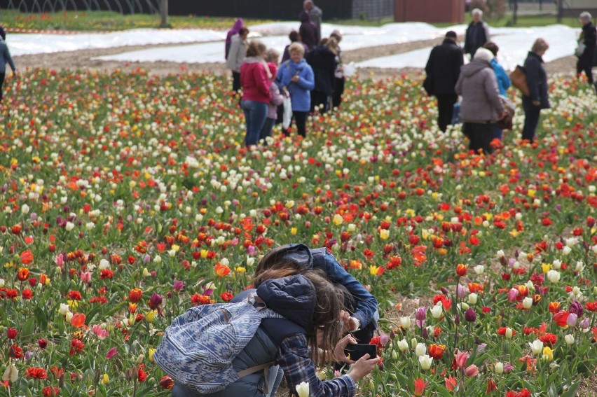 Marian Woronin - nowy tulipan w chrzypskiej kolekcji kwiatów...