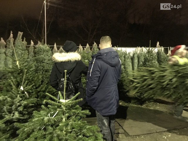 Małą choinkę, ale za to w doniczce można kupić dziś w Szczecinie już za 29 zł. Te największe kosztują nawet ponad 200 zł. Ale im bliżej świąt, tym drzewka bożonarodzeniowe mają być tańsze. 

- Tyle tylko, że wybór choinek będzie coraz mniejszy, bo te najładniejsze drzewka idą jak świeże bułeczki - mówią sprzedawcy choinek. 

CHCESZ WIEDZIEĆ WIĘCEJ? KLIKNIJ NA NASTĘPNE ZDJĘCIE >>>>>>>

ZOBACZ TEŻ: Szczecin coraz bardziej świąteczny. Świeci choinka przed urzędem, ozdobiony Zamek [ZDJĘCIA]

Rodzina na święta wyda średnio 1521zł. Najwięcej wydamy na prezenty
