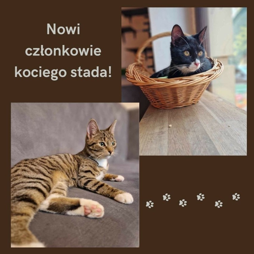 Neko Cafe przy ul. Prostej ma dwa nowe koty w swojej...