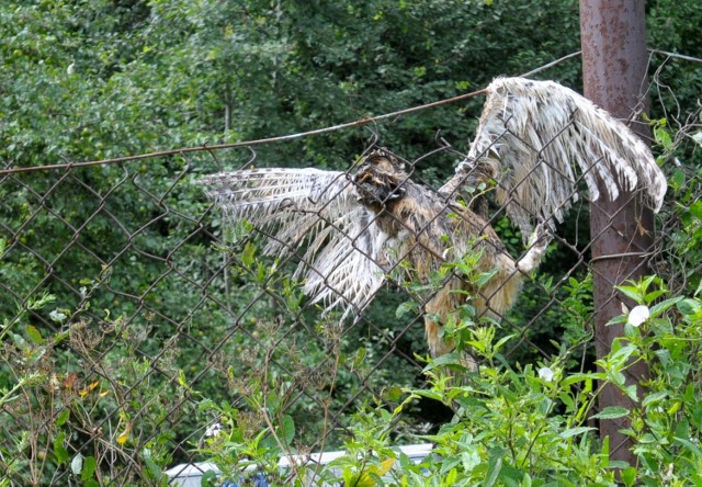 Martwa sowa na ogrodzeniu posesji na Sławinie
