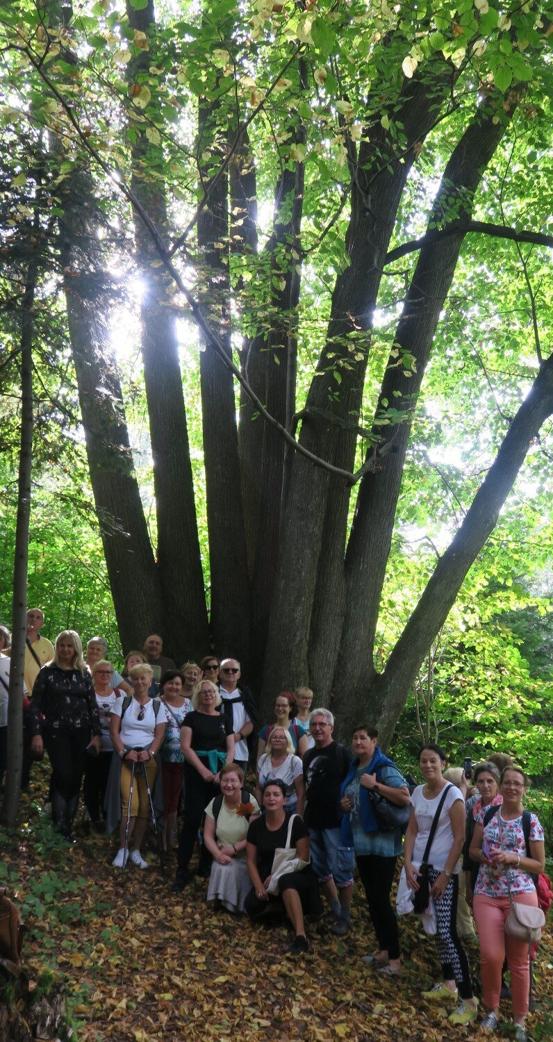 Niesamowite drzewo rośnie na zboczu góry Przedziwnej w Iwoniczu-Zdroju. Nazwano je "Hydrą". Ta lipa ma 120 lat i 10 pni [ZDJĘCIA]