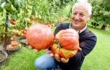 Pan Zbigniew wyhodował na działce w Zielonej Górze pomidory giganty! Jeden waży prawie 2 kilogramy